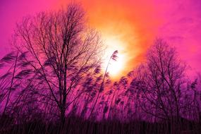 purple-red sunset over the trees