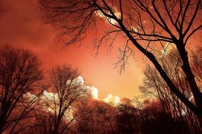 landscape of Tree Silhouette at Sunset