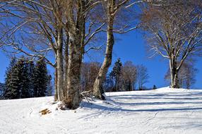 Black Forest in winter