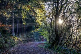 sun rays in the trees of the park