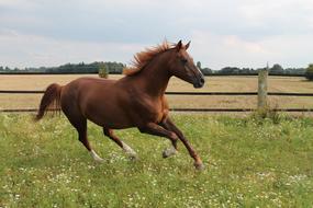 brown horse galloping around the farm