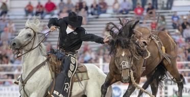 Rodeo, Competition, cowboy catching horse