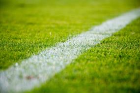 green Grass and white line