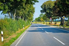 Tree Lined Road Avenue