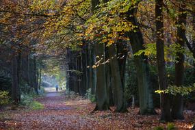 Person walking on the beautiful forest path, among the trees with colorful foliage in autumn