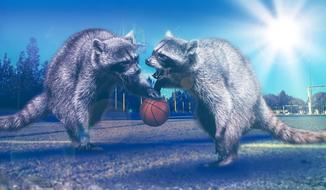 Clipart of Basketball Playing raccoons