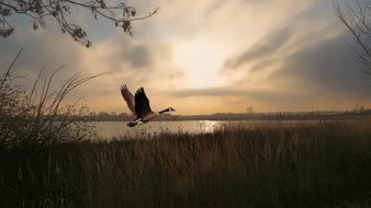 duck in flight over the lake at dusk