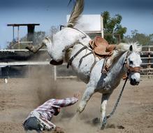 rider fell from a white horse at a rodeo