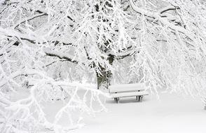 snowy bench under a snowy tree