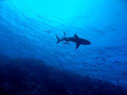 Shark, in the beautiful, blue sea, in the Great Barrier Reef, in Australia, in light