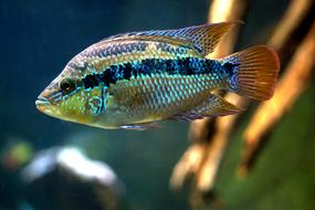 Colorful and beautiful, patterned fish in light, underwater in the aquarium