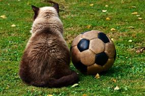 Cat and Football ball