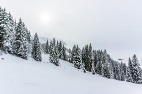 Winter Snow-Covered forest on mountain