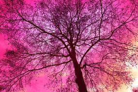 big bare tree against the pink sky