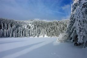 delightful Winter Snow forest