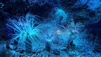 Beautiful Anemone Reef in the blue Aquarium