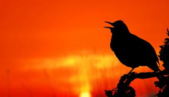 black Silhouette of Bird singing on branch at red sky