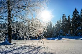 magnificent Snow Winter Frost forest