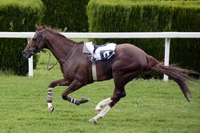 young brown horse rides at the racetrack
