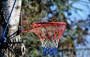 Basketball Hoop on tree