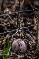 Close-up of the old baseball, among the colorful leaves and plants in the forest