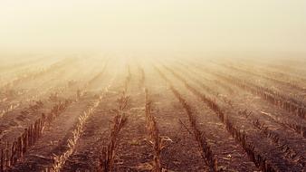 fog over arable field at dawn