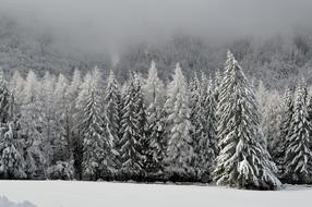 winter scene in the forest