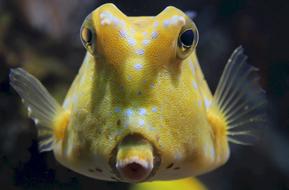 Longhorn Reef Fish Horned