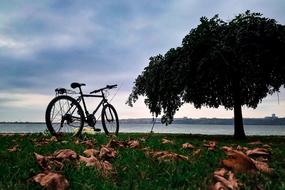 Bicycle Travel and tree