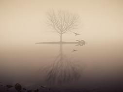 Fog Lake and tree