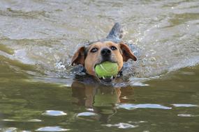 Dog Swim with ball