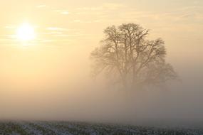 photo of a tree in the morning...