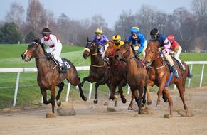 racehorse athletes at the racetrack