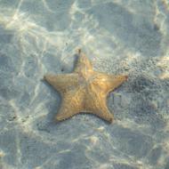 Star Fish water