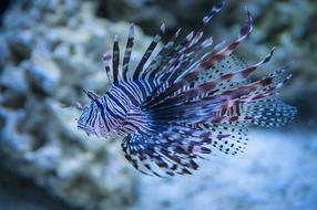 lion fish swims in an aquarium