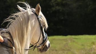 white purebred arabian stallion close-up on a blurry background
