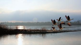 a flock of ducks flew out of the pond