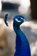 Birds Animal Life