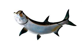 Tarpon Fish as a 3d model