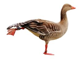 goose with raised paw on a white background