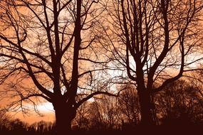 red sky in the clouds behind the silhouettes of trees