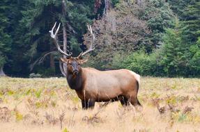 moose in North America