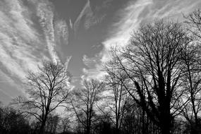 monochrome photo of bare trees on a background of clouds