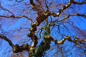 photo of curved branches on top of a tree