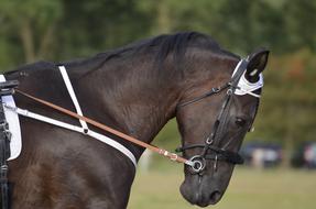Trotting Sport