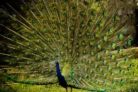 Peacock Bird Feathers