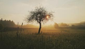 magnificent Tree Morning Nature