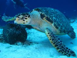 Beautiful and cute turtle, underwater, near the people