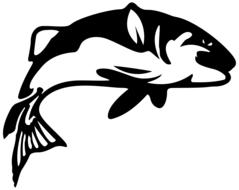 animal catch fish drawing