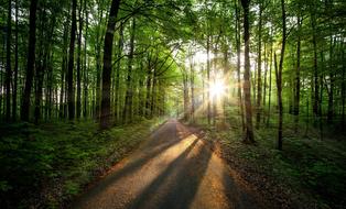 Morning sunlight through the Forest